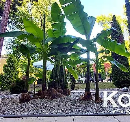 Korona 3*